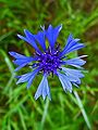 Cornflower