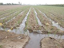 figure furrow irrigation