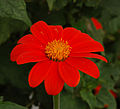 red flower