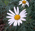 Daisy flower